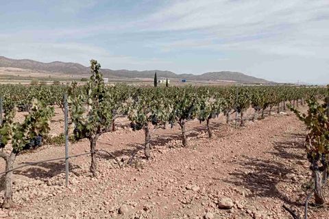 Finca i Yecla, Murcia, Yecla - € 350.000 | Ref: SF0507 - foto 29